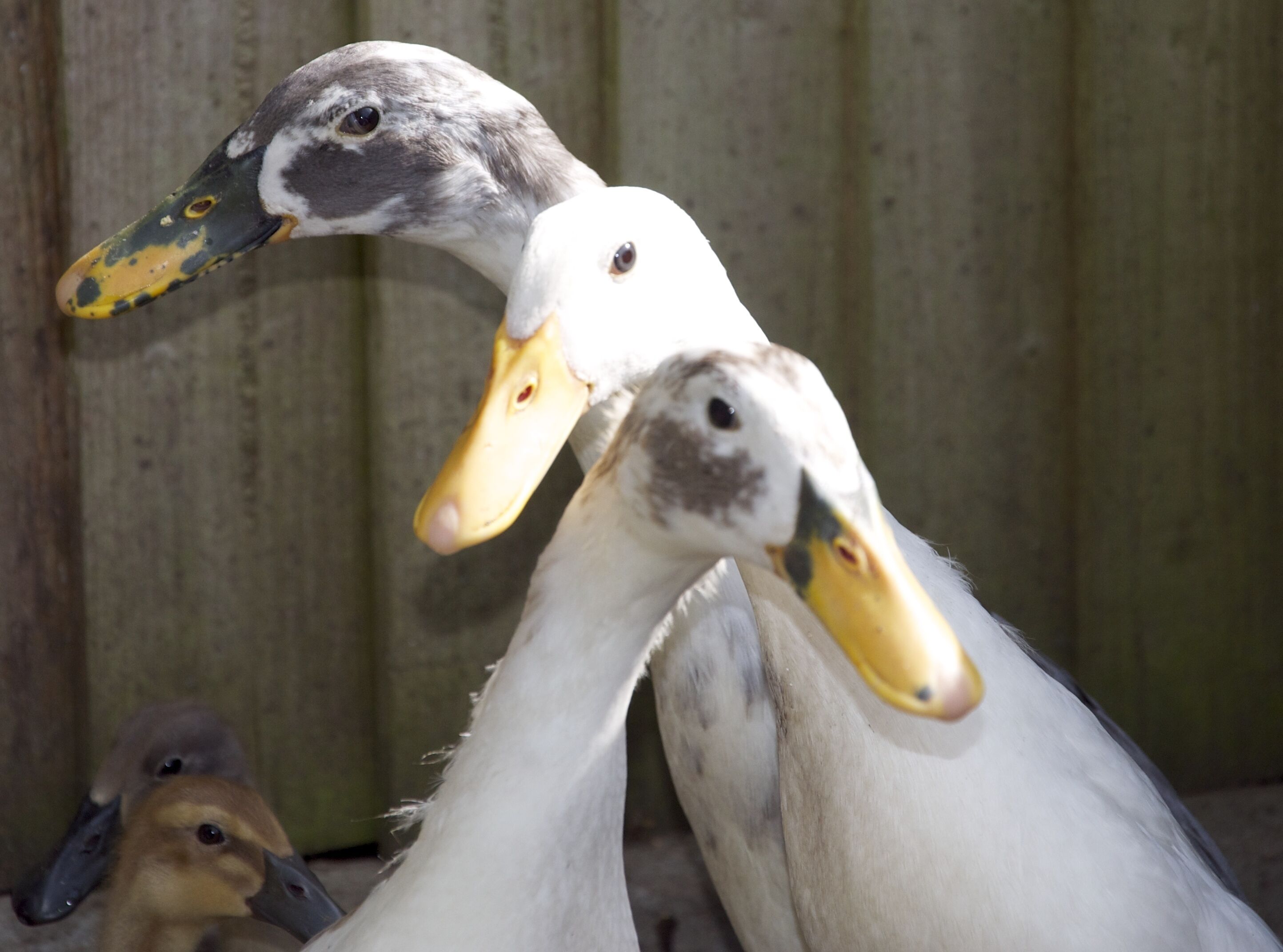 A group of ducks with white and grey feathers, and yellow beaks, in a wooden enclosure.
