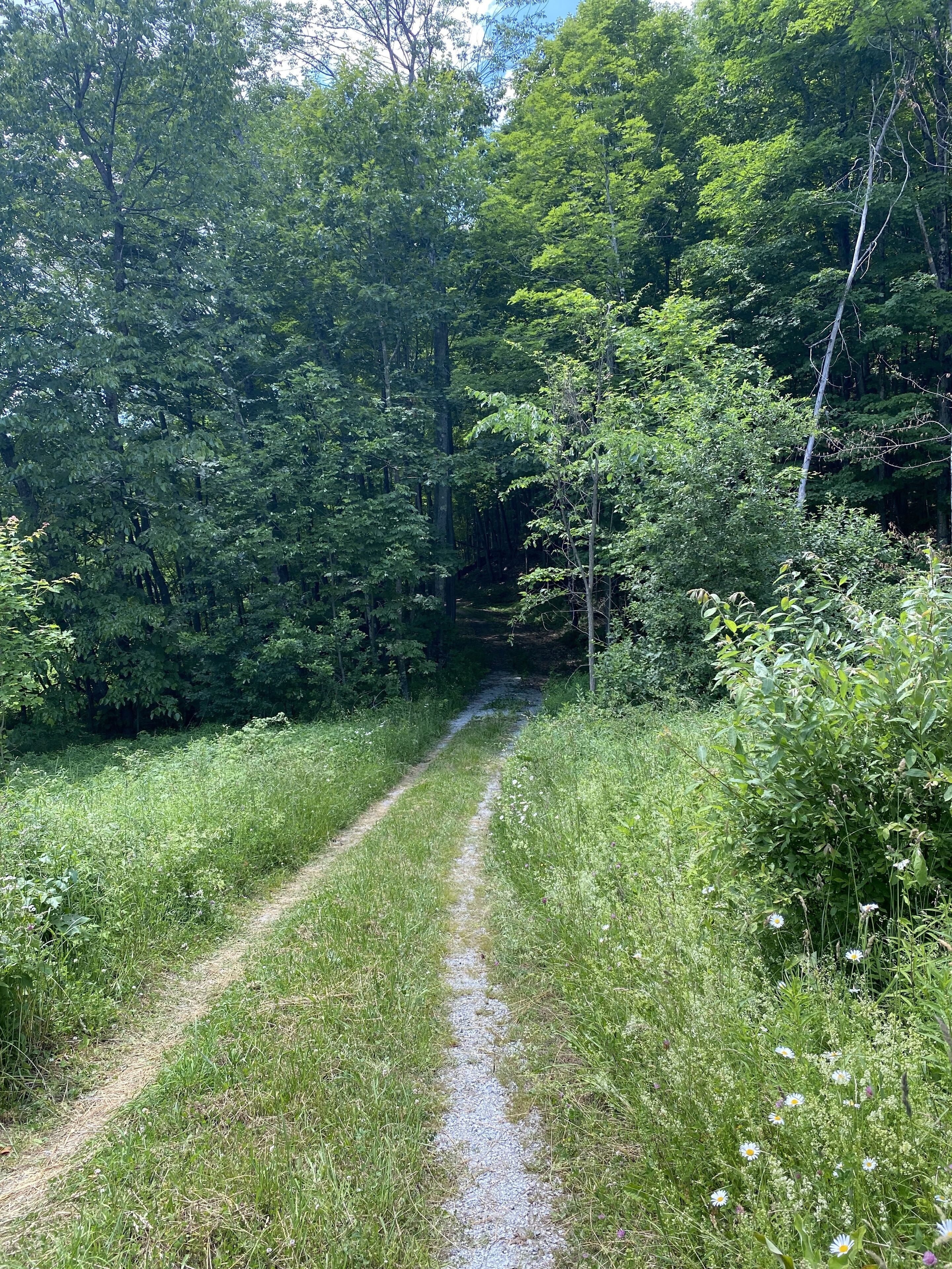 A narrow gravel path surrounded by dense green foliage and trees.
