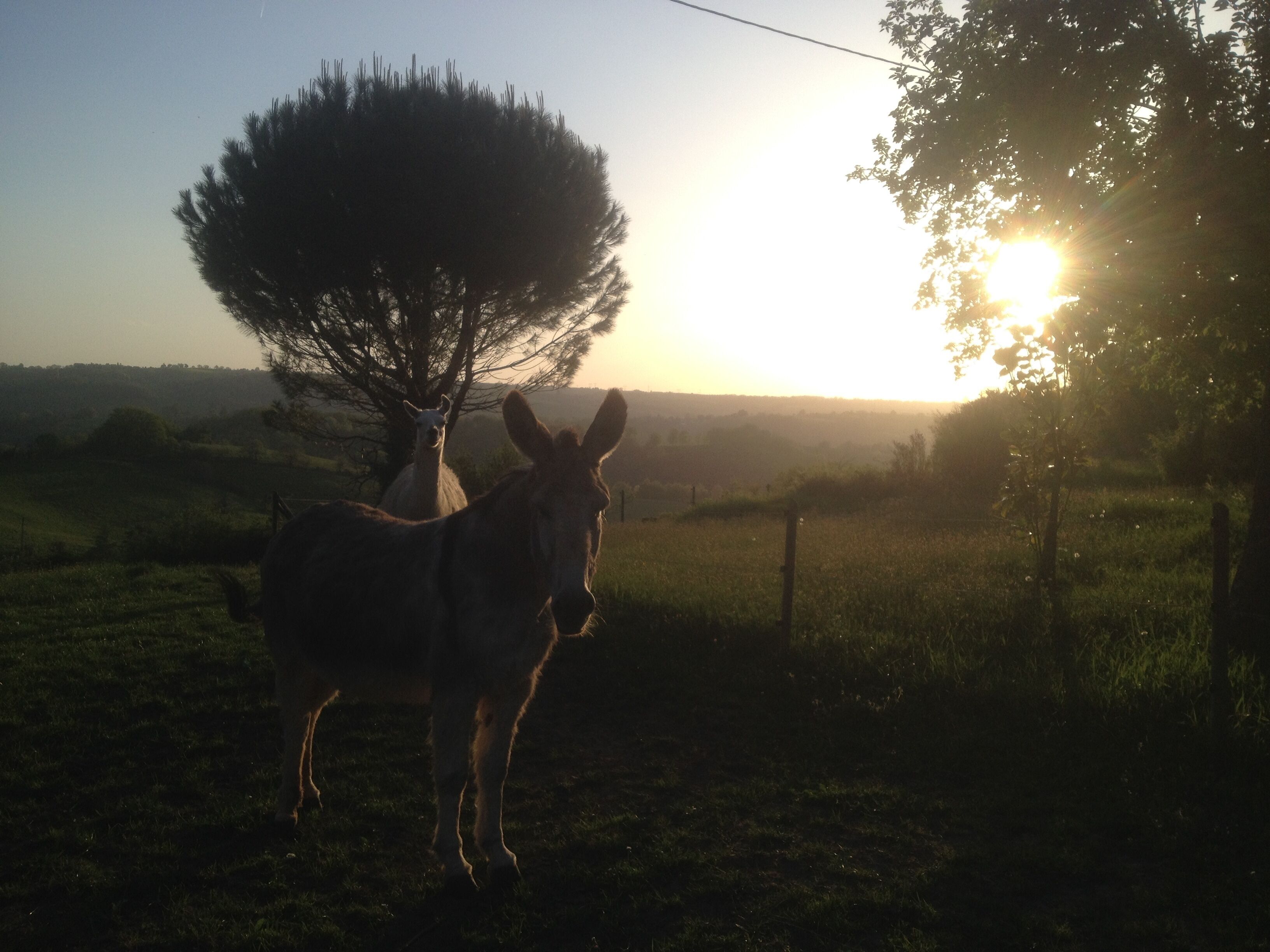 A donkey standing in a field with a tree and a fence in the background.