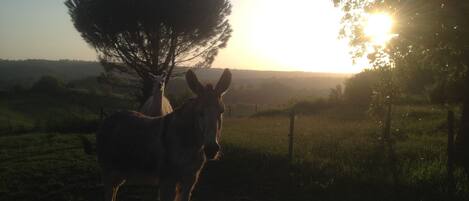 A donkey standing in a field with a tree and a fence in the background.