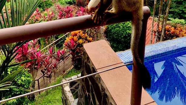 A monkey sitting on a railing with a lush garden and a pool in the background. - Chauffeur & Concierge included Luxury Jungle/Beach Pool @ Villa Tiquicia (Quepos)