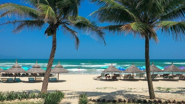 Una playa con palmeras, sillas de playa y sombrillas de paja.