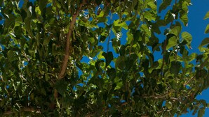 A two-story building with a balcony and a tree in front. - FLORENA VILLAS (Lefkada)