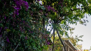 A staircase leading to a building with a covered porch, surrounded by lush greenery and flowering plants.