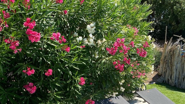 A patio area with two lounge chairs and a cushion, surrounded by a bush with pink and white flowers. - MAISON BAMBOU (Le Plan-de-la-Tour)