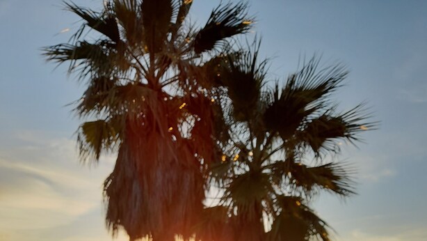 A sunset view with palm trees and a pool.