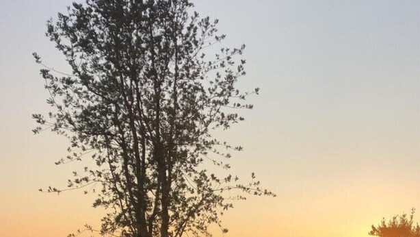 Ein Sonnenuntergang mit einem Baum, einer Holzterrasse und einer Gruppe von Personen, die an einem Tisch sitzen.