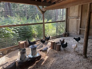 Property grounds - 5 acre cabin. 1 min to river and downtown. 8 min to CDA. (Post Falls)