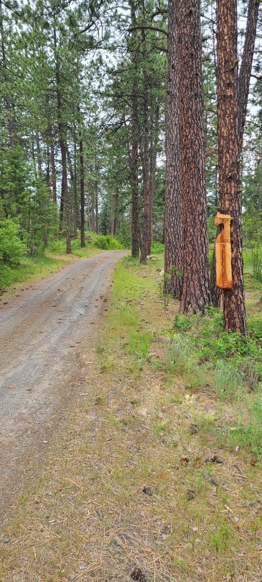 A forested area with a dirt road.