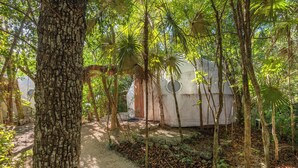 A tree-lined path leading to a white building with circular windows, surrounded by lush greenery.