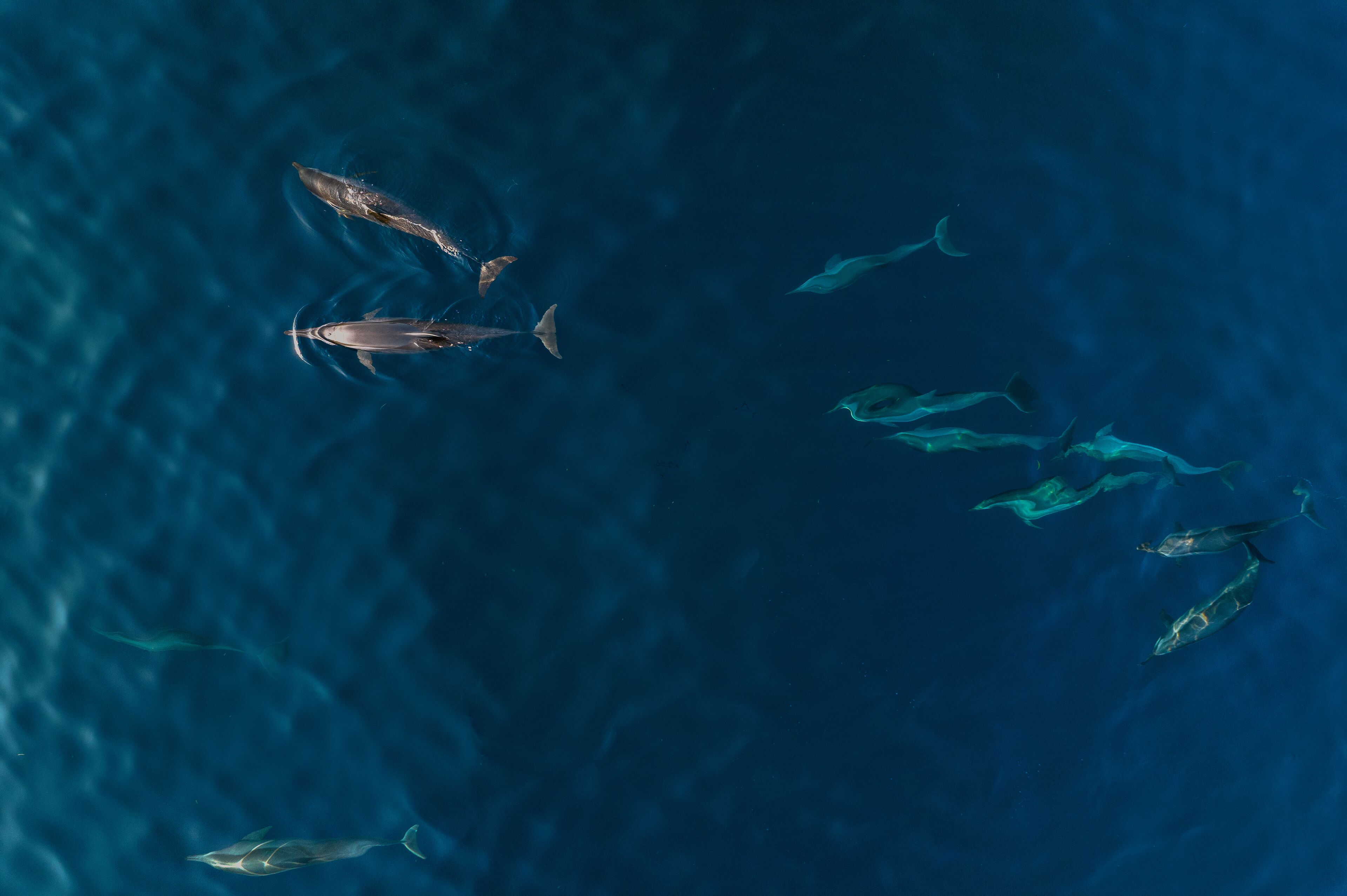 An aerial view of a group of dolphins swimming in the ocean.