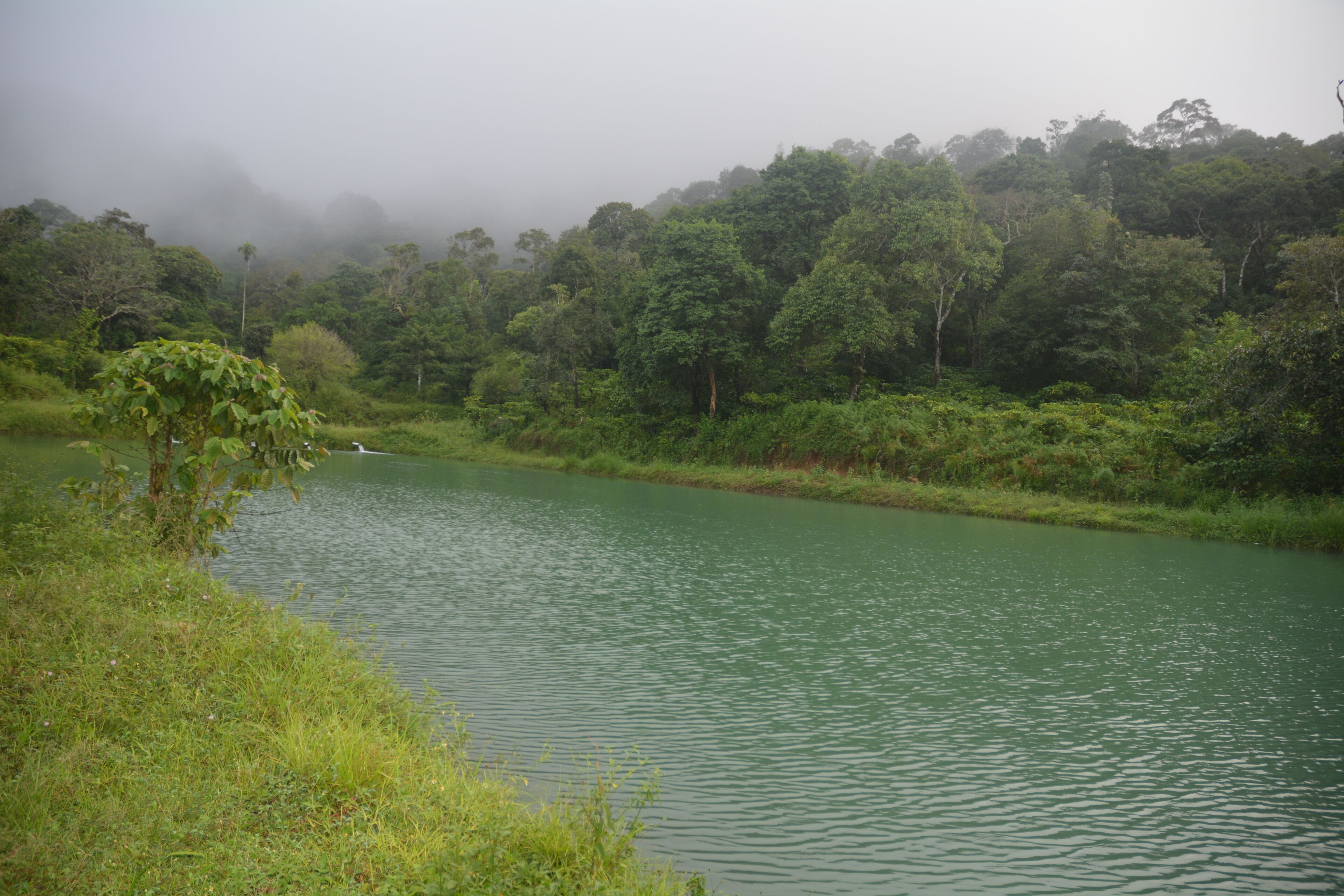 Un río rodeado de vegetación densa y árboles, con un ambiente brumoso.