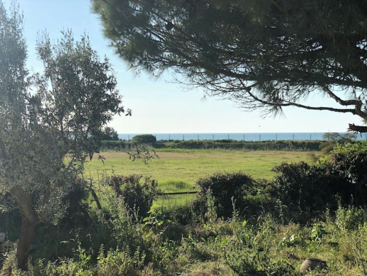 A grassy field with trees and a fence in the foreground, and a distant view of the sea.