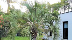 A palm tree in a circular planter with a white building in the background.