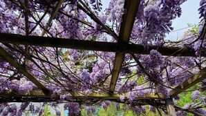 A covered outdoor seating area with a pergola adorned with purple flowers, surrounded by greenery and a stone wall. - Maison typique pour 10 personnes, jardin clos et fleuri, proche plage (Treffiagat)
