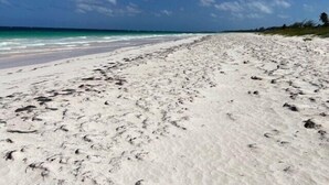 A sandy beach with footprints leading to the water, a clear sky, and a distant horizon. - Private Villa Directly on Windermere Beach, Private Pool, Tennis (Savannah Sound)