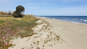 A beach with a sandy path, some vegetation, and a tree. - At the end of the garden, the pine forest and the beach (Poggio-Mezzana)