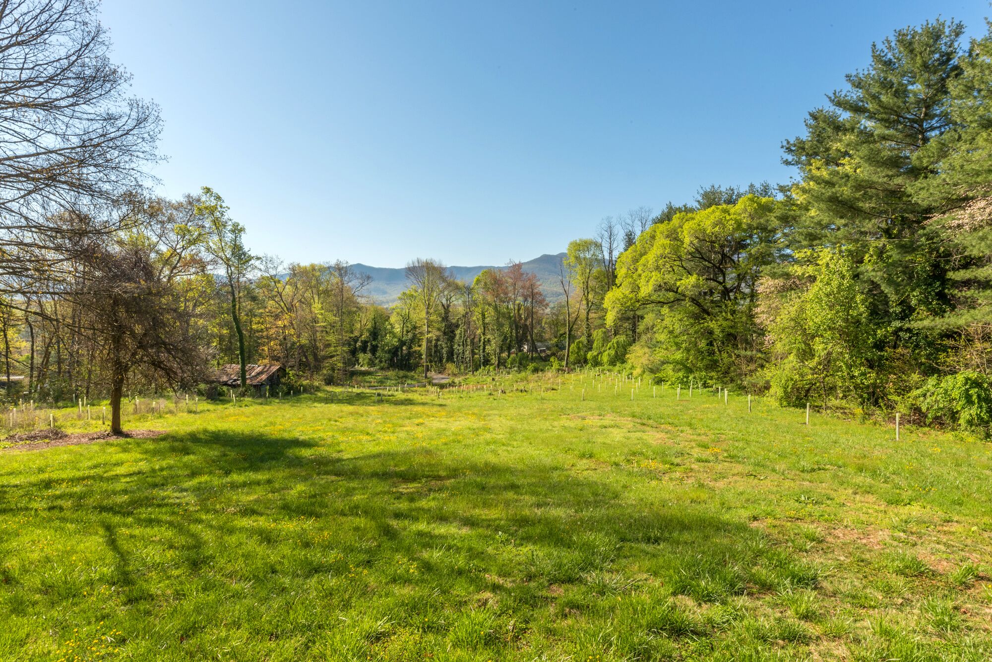 Ein grasbewachsenes Feld mit Bäumen und einem Berg im Hintergrund.