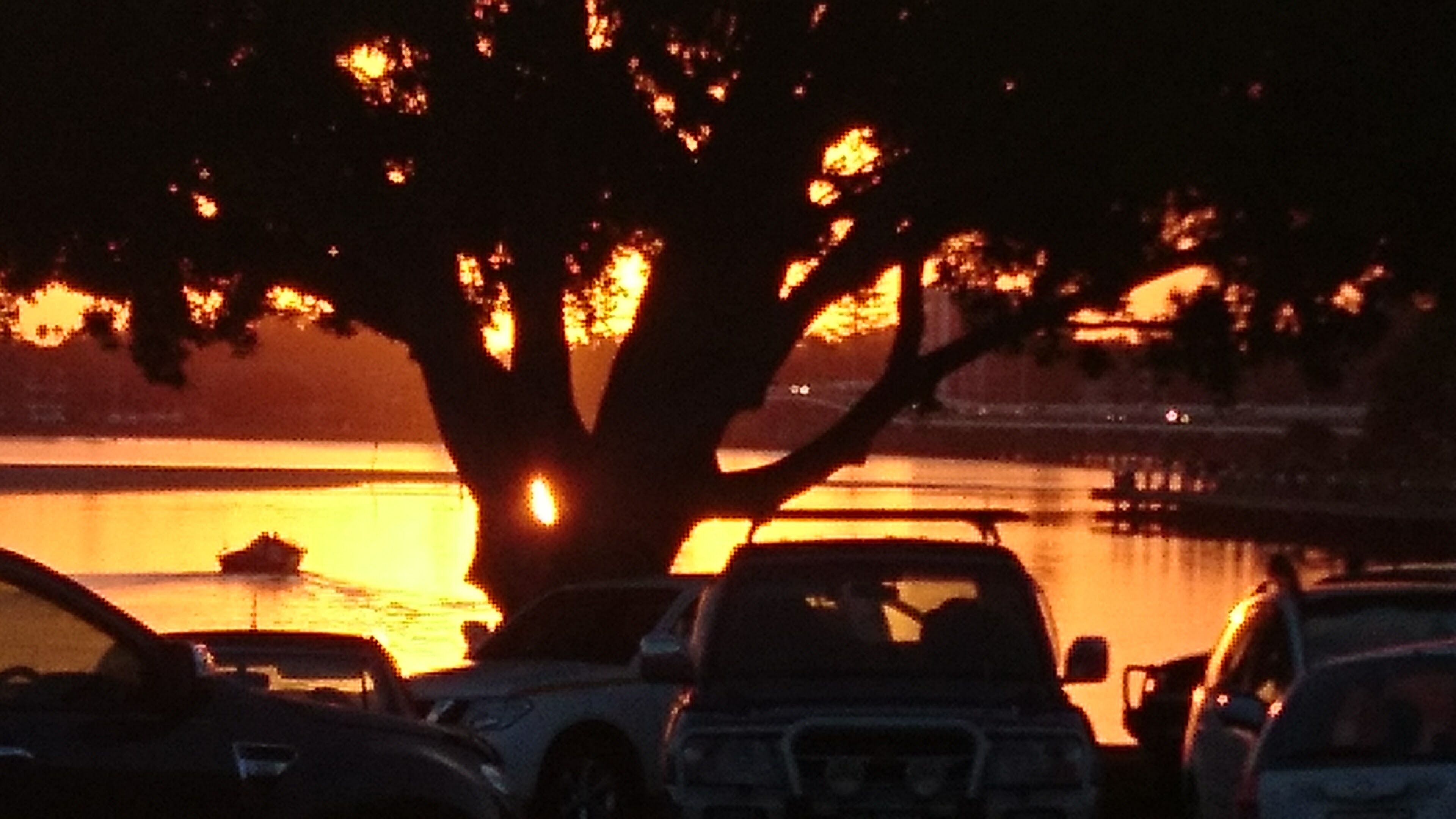 A parking area with cars and a large tree in the foreground.
