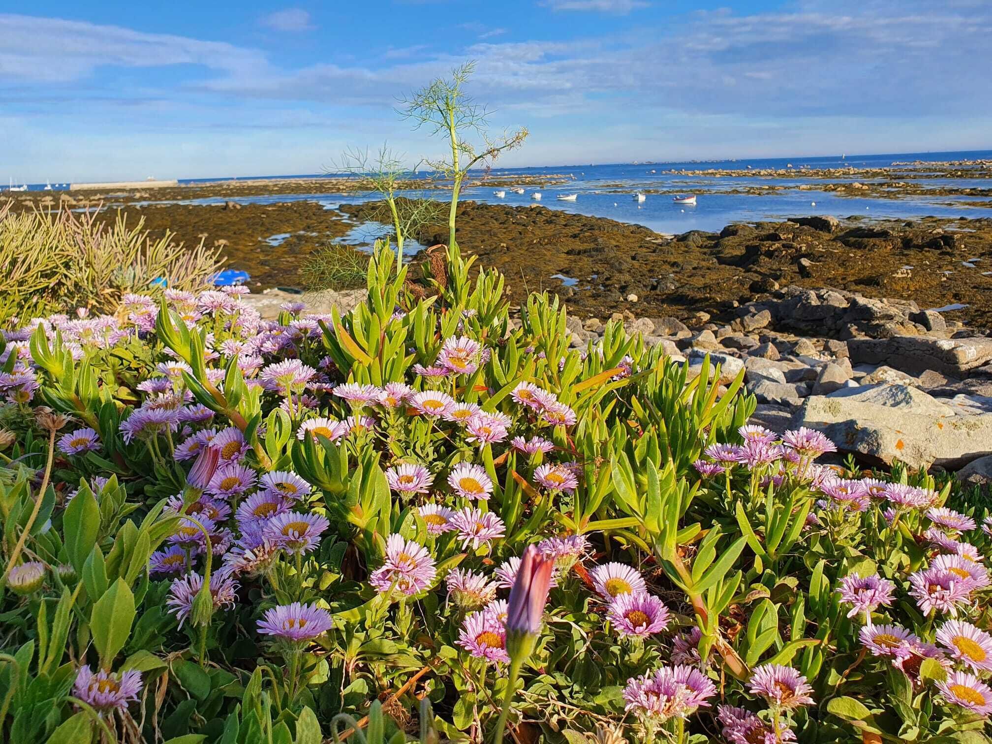 Una costa rocosa con flores moradas y una vista despejada del mar.