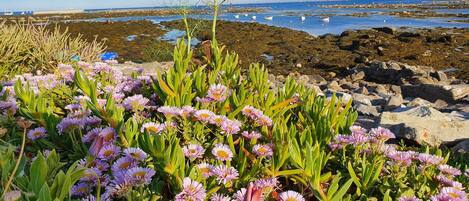 Una costa rocosa con flores moradas y una vista despejada del mar.