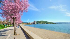 A waterfront promenade with a cherry blossom tree, a concrete walkway, and a view of a lake and distant buildings.
