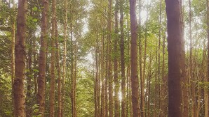 Un sentiero nella foresta, circondato da alberi alti.