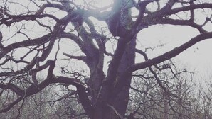Un grande albero con rami spogli in una zona boschiva.