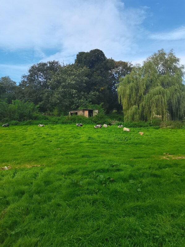 A grassy field with a small building and trees in the background.