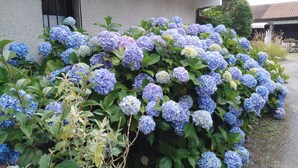 A house with a garden full of hydrangea flowers. - Cottage T2 (Lit-et-Mixe)