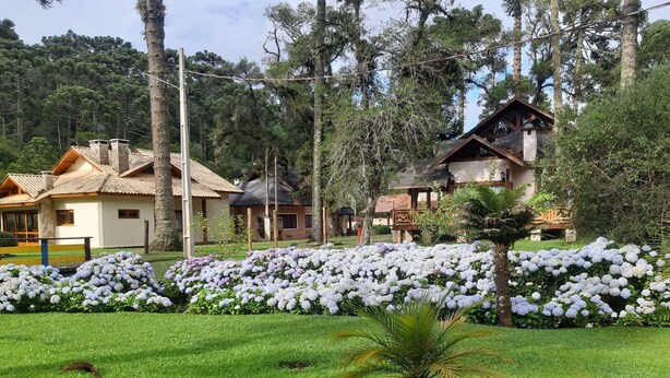 Un jardin luxuriant agrémenté de fleurs d’hortensias, d’un palmier et d’un chalet en bois doté d’un toit de chaume.