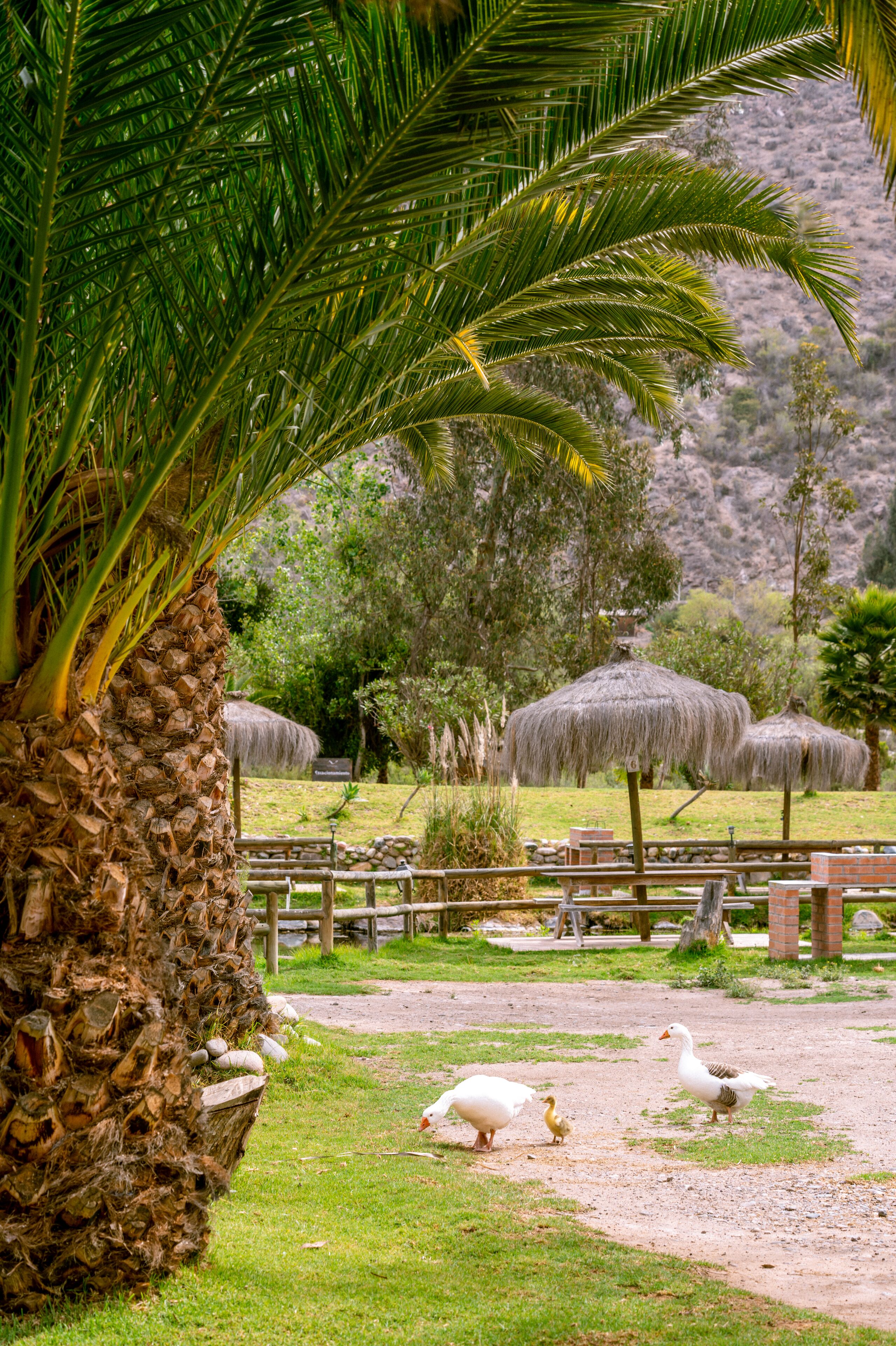 A fenced outdoor area with a palm tree, thatched-roof structures, and a grassy path.