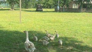 A grassy field with a group of geese and a large bird, possibly a goose, in the foreground. - Flinthills Premier Getaway (Severy)