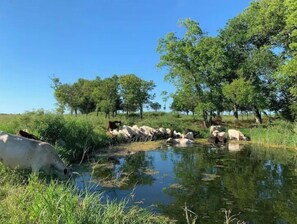 Property grounds - Flinthills Premier Getaway (Severy)