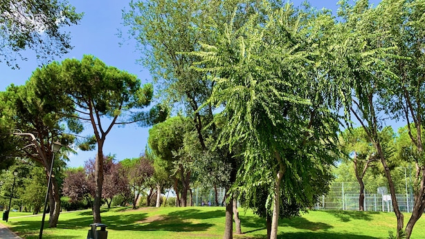 Une allée pavée dans un parc, avec des arbres et un terrain de basketball en arrière-plan.