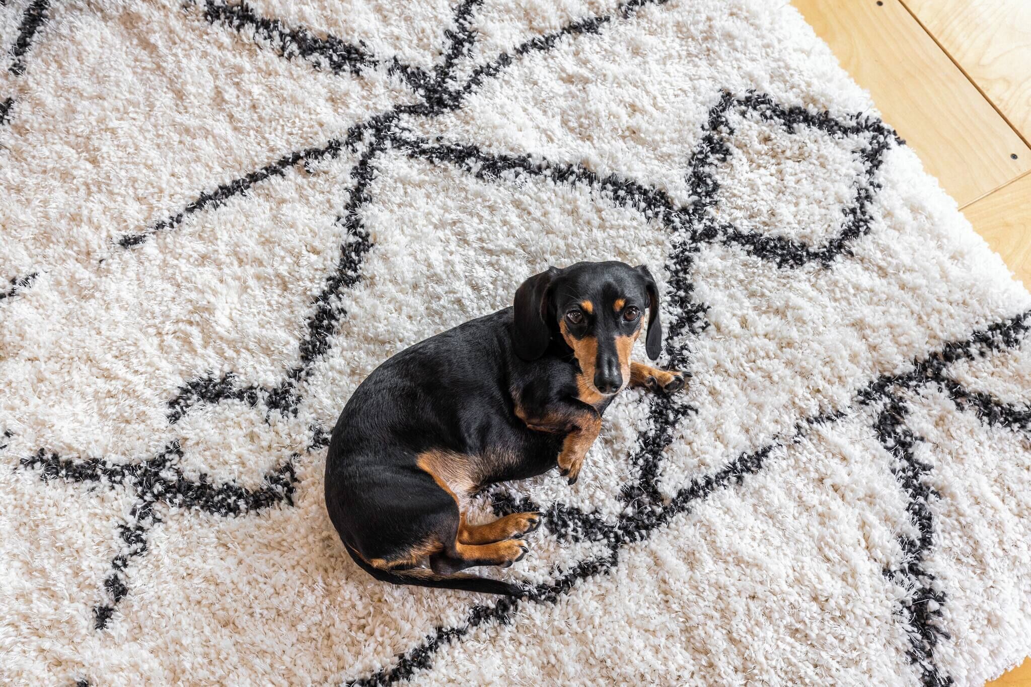 A small black and tan dog lying on a white rug with black geometric patterns.