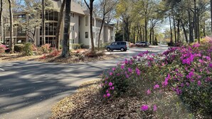 Une rue résidentielle bordée d’immeubles à plusieurs étages, avec une voiture garée et des arbustes en fleurs.