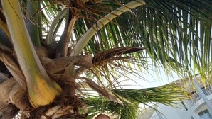Eine Person umarmt einen dicken Baumstamm an einem sandigen Strand, im Hintergrund sind Palmen und ein Gebäude zu sehen.