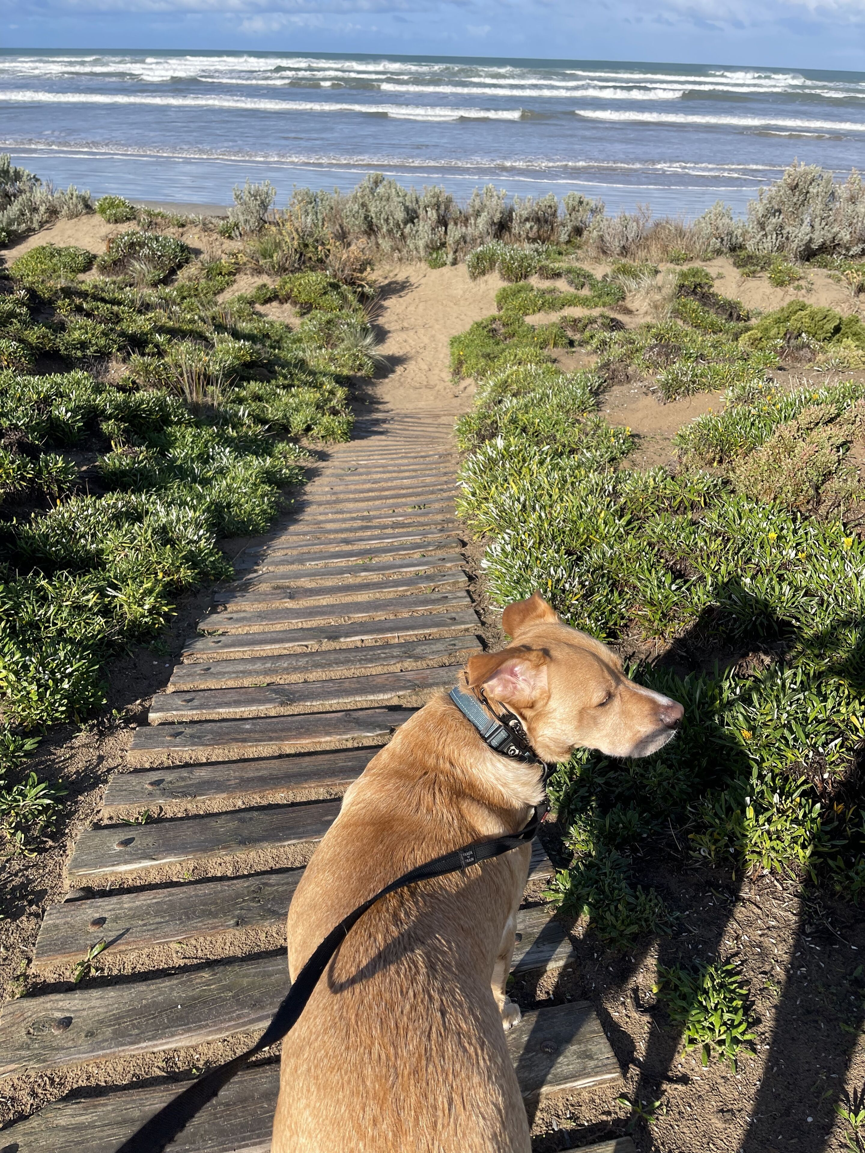 Surf  Time - 3 minute walk to Middleton Beach — image 4