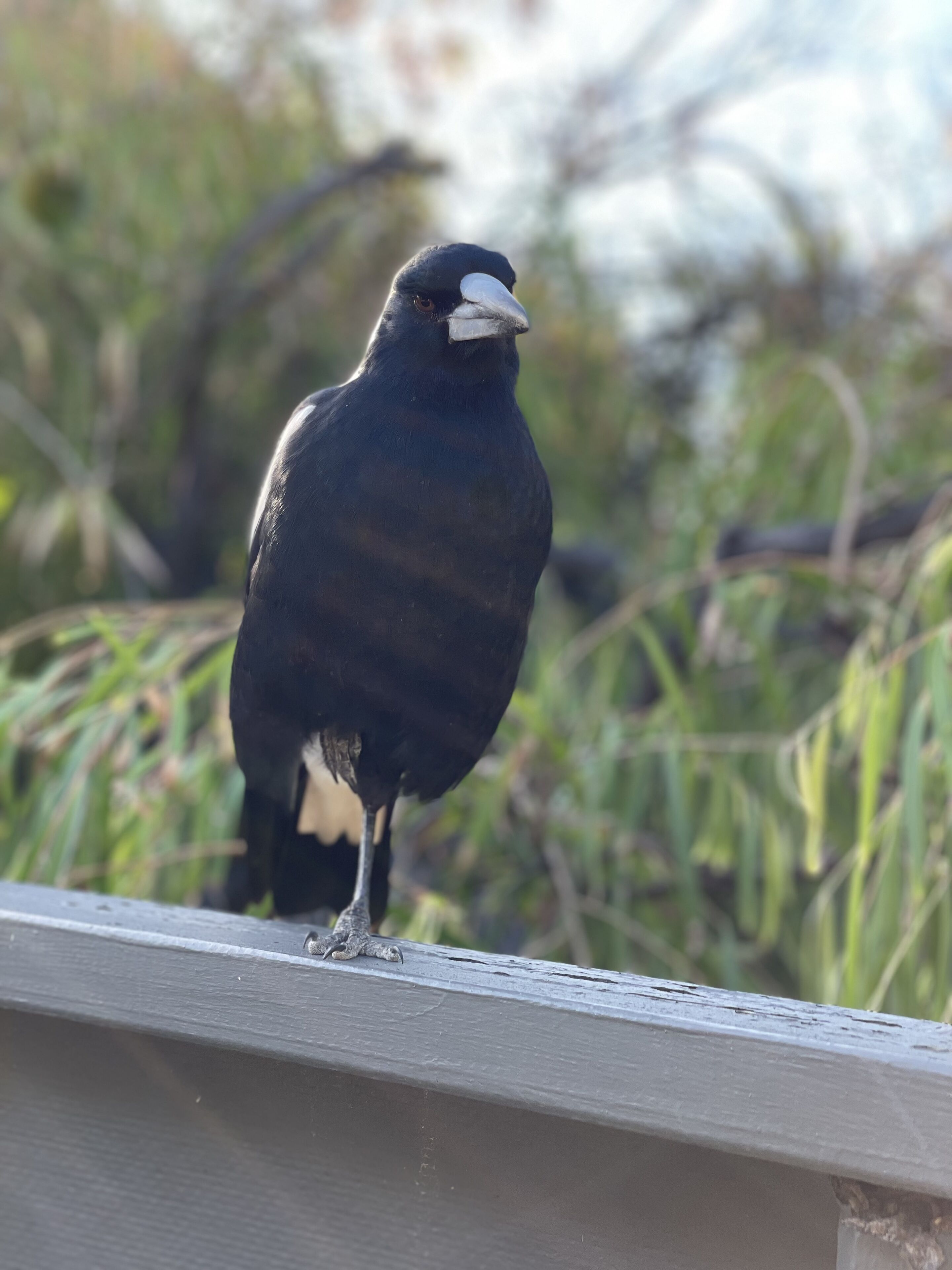 Surf  Time - 3 minute walk to Middleton Beach — image 16