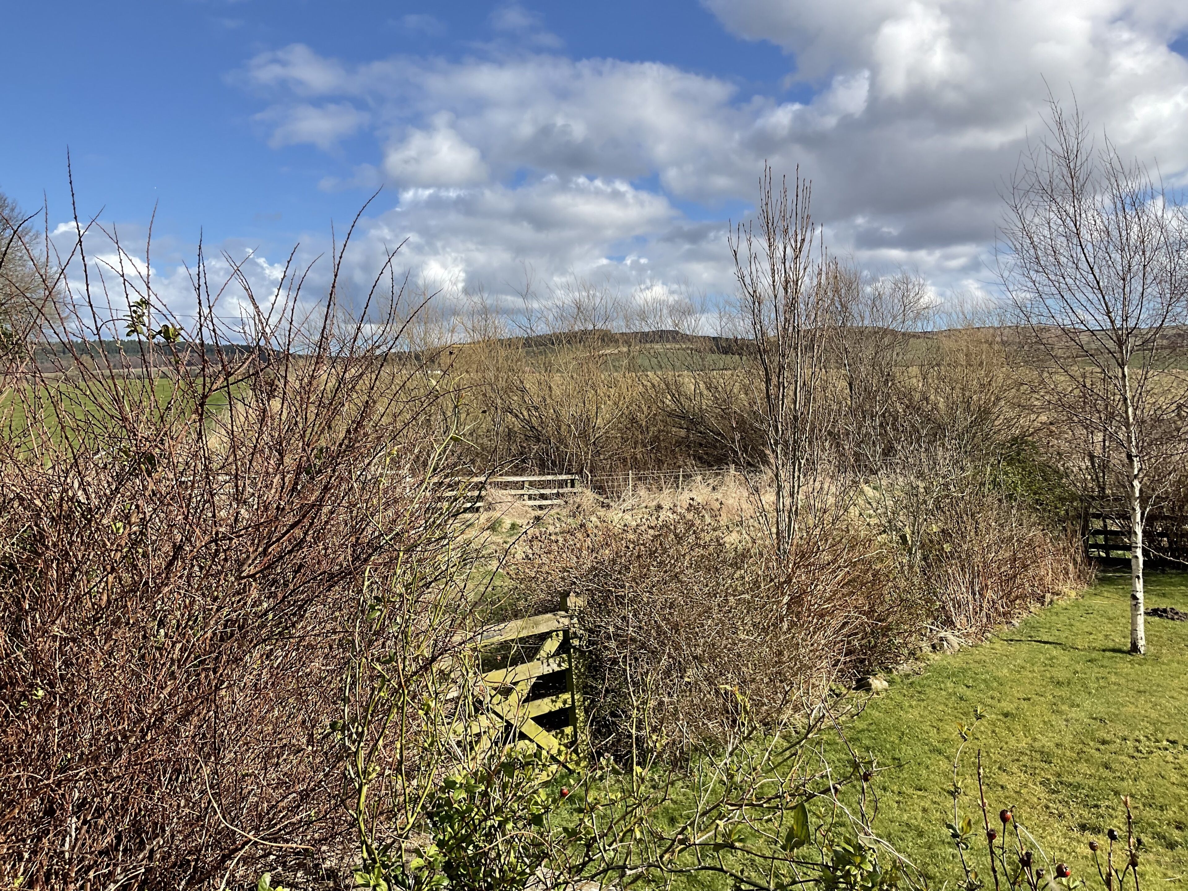 A rural landscape with a wooden fence, grassy areas, and bare trees.