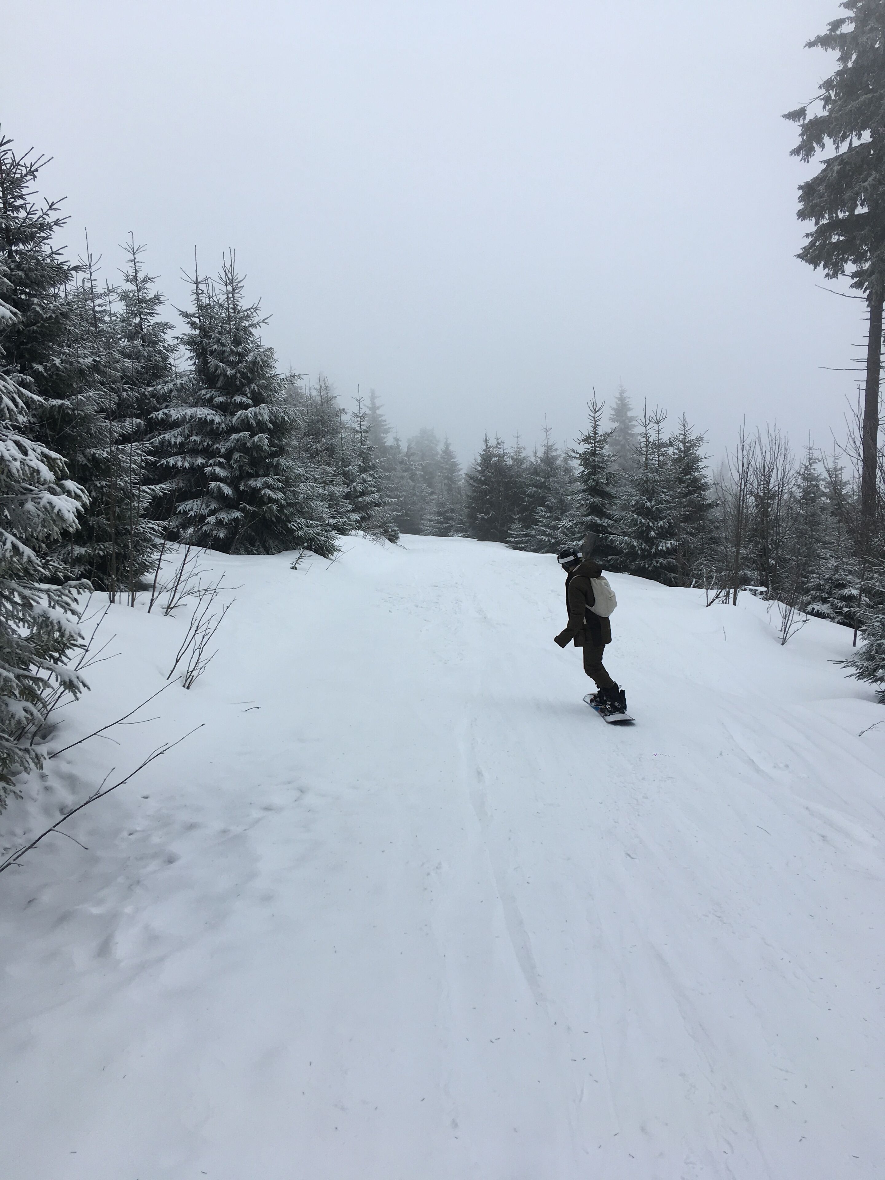 Una persona fa snowboard lungo un sentiero innevato, circondato da alberi sempreverdi.