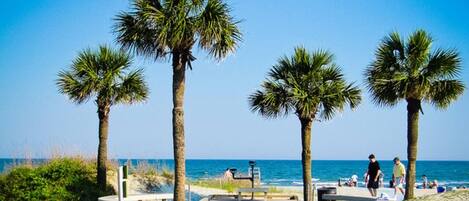 A beach pathway with palm trees, a wooden boardwalk, and a bench.
