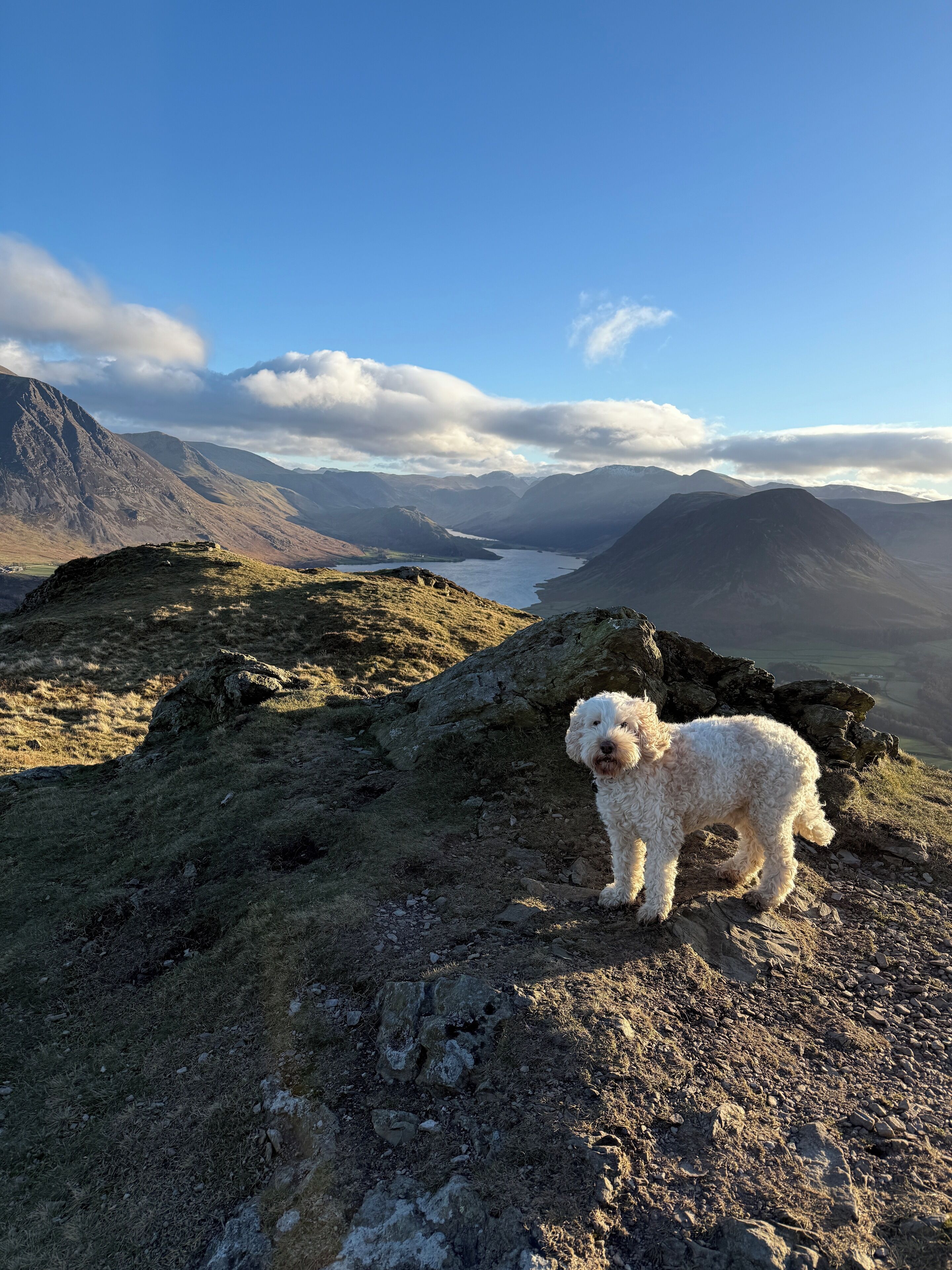 A white dog standing on a rocky mountain peak with a view of a valley and mountains in the background.
