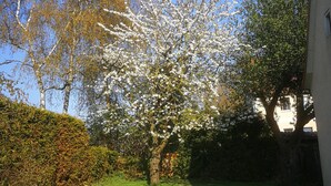 A garden with a tree in full bloom, a hedge, and a building in the background. - 2 bedroom apartment in neuburg steinhausen (Neuburg Steinhausen)
