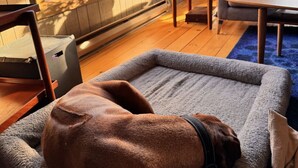 A cozy room with a dog bed, a table with a vase of flowers, and a view of trees through large windows. - Lake Eugenia Autumn Escape - Private Dock, Hot tub and Firepit (Flesherton)