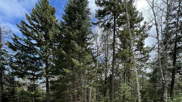 A wooden deck with outdoor furniture, surrounded by a forest. - Into the Woods (Southwest Harbor)