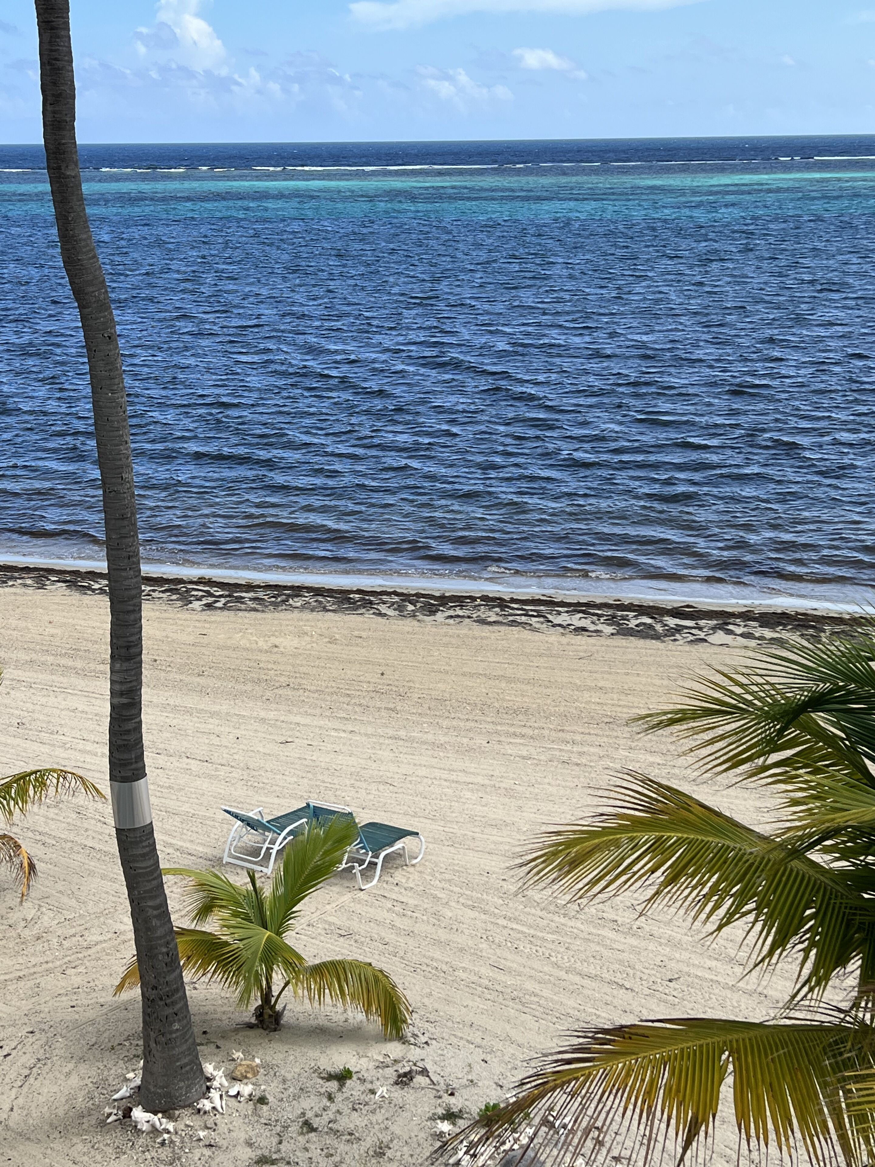 A beach with a clear view of the ocean, a sandy shore, and a few palm trees.