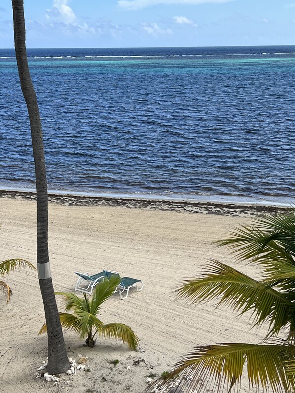 A beach with a clear view of the ocean, a sandy shore, and a few palm trees.