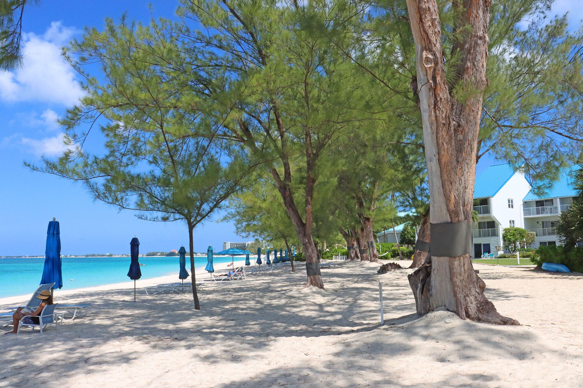 A beach with lounge chairs and umbrellas, a large tree, and a building in the background.